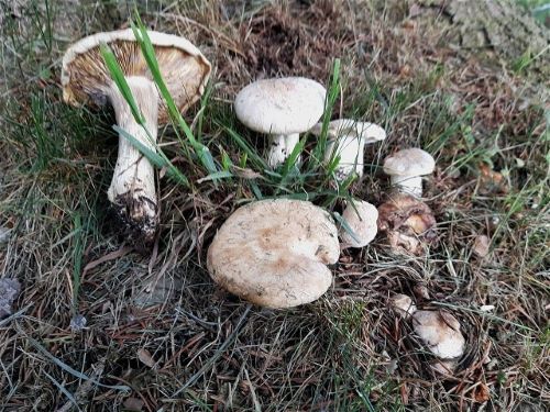 Maipilze; Foto Sepp 19.5.25