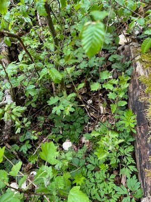 Maipilze im Waldgrün; Foto Ralf 21.4.26