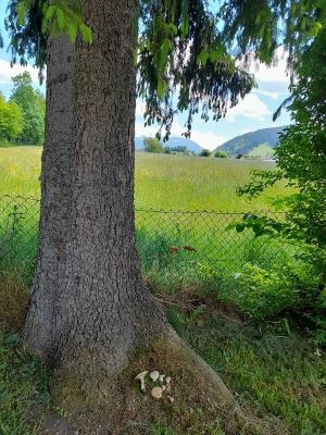 Maipilze im Wurzelbereich einer Fichte; Foto Sepp 19.5.25