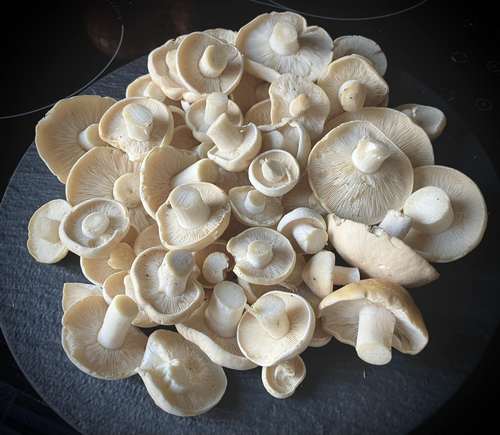 Maipilze Heike 20.5.23 Maipilze Heike 20.5.23