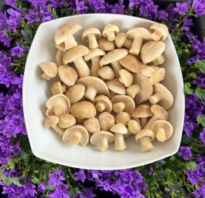 Schüssel mit frischen Maipilzen; Foto Heiko 14.4.26