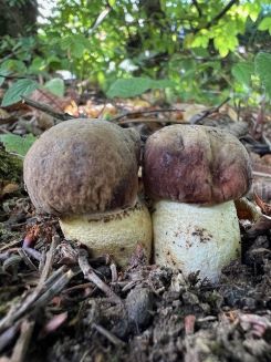 Marmorierte Röhrlinge, auch Gehämmerte Steinpilze genannt; Foto Heiko 23.7.25