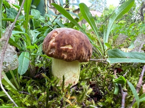 Marmorierter Röhrling 1; Heiko 9.8.23 Marmorierter Röhrling 1; Heiko 9.8.23