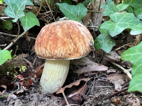 Marmorierter Röhrling 3; Heiko 9.8.23 Marmorierter Röhrling 3; Heiko 9.8.23