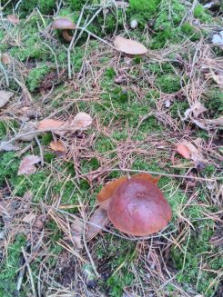 Maronenröhrling; Foto Christopher 26.10.25