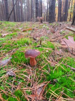 Marone am Rand eines lichten Hochwaldes; Foto Gudrun 25.10.25