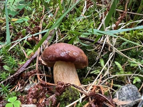 Ein erster Maronenröhrling im Hochschwarzwald; Foto Heiko 25.7.25
