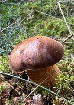 Marone; Foto Heiko 3.10.23 Marone; Foto Heiko 3.10.23