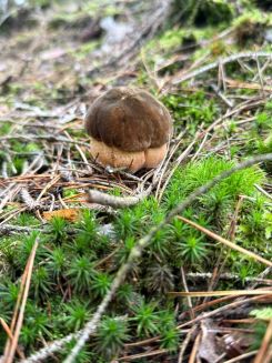 Dickbäuchiger Maronenröhrling; Foto Jörn 19.10.25 Dickbäuchiger Maronenröhrling; Foto Jörn 19.10.25