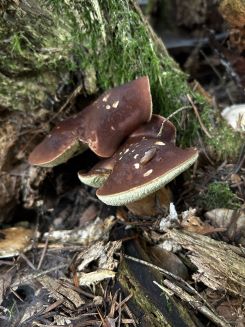 2 Maronenröhrlinge; Foto Armin 21.10.24 2 Maronenröhrlinge; Foto Armin 21.10.24