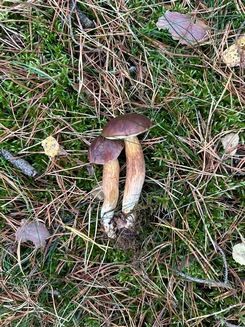 Zwei Maronen mit langem Stiel; Foto Chrischi 25.10.25 Zwei Maronen mit langem Stiel; Foto Chrischi 25.10.25