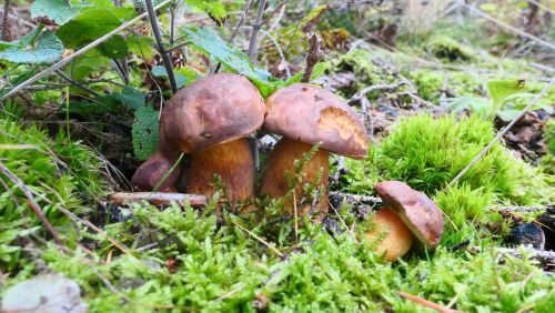 Vier Maronenröhrlinge; Foto Christine 30.10.25 Vier Maronenröhrlinge; Foto Christine 30.10.25