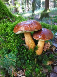 Maronen Fritz 11.10.22 Maronen Fritz 11.10.22