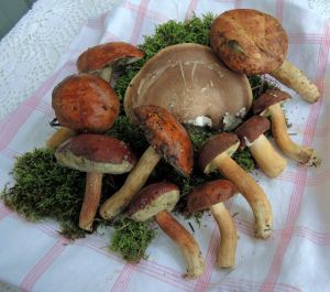 Zehn Maronen, ein Birkenporling; Foto Gisela 14.10.25 Zehn Maronen, ein Birkenporling; Foto Gisela 14.10.25