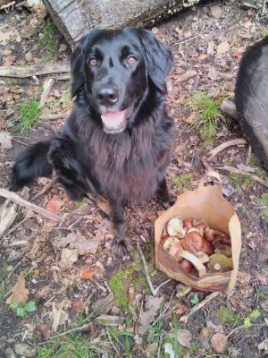 Paula bewacht Korb mit Maronenröhrlingen; Foto Christopher 22.10.24 Paula bewacht Korb mit Maronenröhrlingen; Foto Christopher 22.10.24