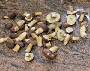 Maronenfund; Foto Stephan 3.10.25 Maronenfund; Foto Stephan 3.10.25