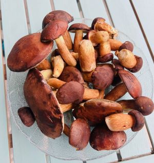 Maronenröhrlingsfund; Foto Julius 17.9.25 Maronenröhrlingsfund; Foto Julius 17.9.25