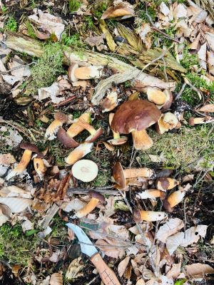 Maronenröhrlinge auf Waldboden; Foto Julius 17.9.25 Maronenröhrlinge auf Waldboden; Foto Julius 17.9.25