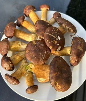 Teller mit Maronenröhrlingen; Foto Sonny 31.10.25