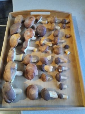 Knackige Maronen; Foto Christopher 19.10.25