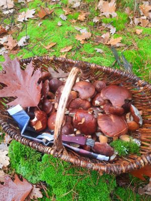 Pilzkorb mit Maronen u. Eichenblatt; Foto Gudrun 25.10.25