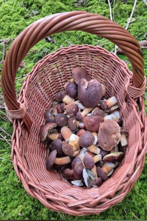 Korb mit Maronenröhrlingen; Foto Petra 15.10.25