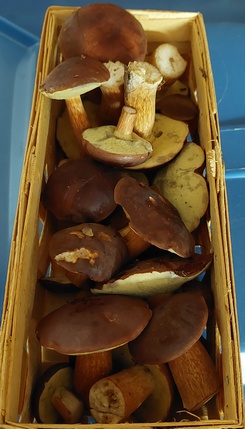 Maronenkorb; Foto Thomas 8.10.23 Maronenkorb; Foto Thomas 8.10.23