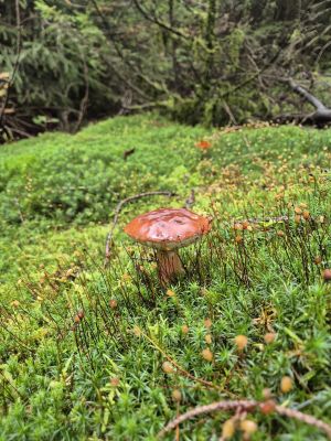 Vermutlich der letzten Maronenröhrling 2025 für Jörn und Charlotte; Foto Jörn 16.11.25 Vermutlich der letzten Maronenröhrling 2025 für Jörn und Charlotte; Foto Jörn 16.11.25