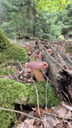 Schöner knackiger Maronenröhrling; Foto Tim 3.10.25 Schöner knackiger Maronenröhrling; Foto Tim 3.10.25