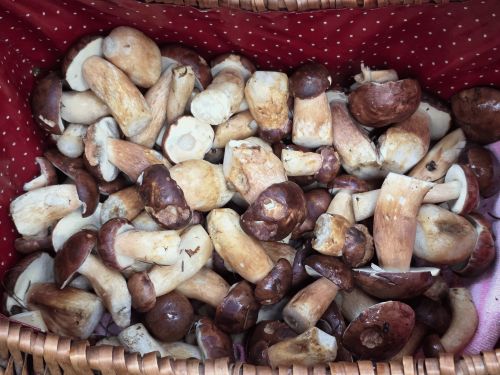 Maronenröhrlinge aus dem Deister; Foto Frauke 17.10.25 Maronenröhrlinge aus dem Deister; Foto Frauke 17.10.25