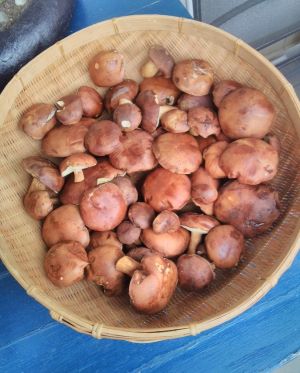 Schale mit Maronenröhrlingen; Foto Christopher 22.10.24 Schale mit Maronenröhrlingen; Foto Christopher 22.10.24