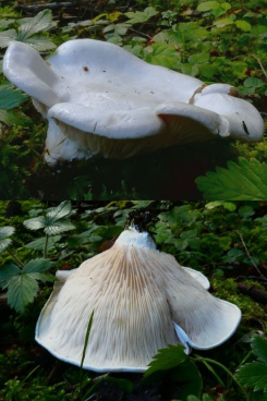Mehlräsling, auch mit Unterseite; Foto Sepp 12.10.26 Mehlräsling, auch mit Unterseite; Foto Sepp 12.10.26