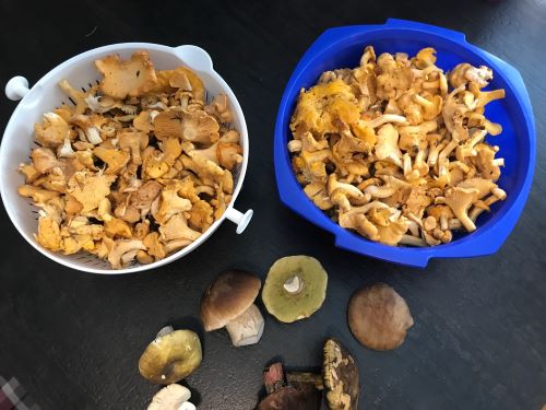 Meist Pfifferlinge und ein paar Mischpilze; Foto Jürgen 11.8.24 Meist Pfifferlinge und ein paar Mischpilze; Foto Jürgen 11.8.24