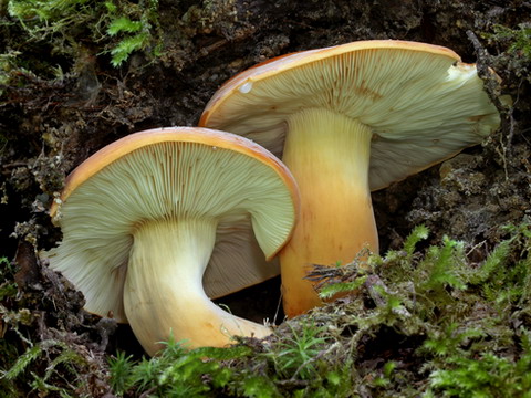 Herrliche Brätlinge mit typischen Milchtröpfchen; Foto © Jaroslav Maly