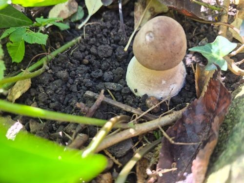Unbekannter kleiner Pilz im Garten am 6. Oktober 2026; Foto Gunter Unbekannter kleiner Pilz im Garten am 6. Oktober 2026; Foto Gunter