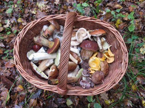 Herbstlicher Mischpilzkorb; Foto Michael 23.10.25 Herbstlicher Mischpilzkorb; Foto Michael 23.10.25