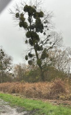 Misteln; Foto Chrischi 15.11.25