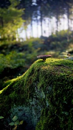 Waldeinsamkeit für einen Maronenröhrling; Foto Frudis 3.10.26