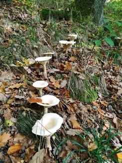 Mönchsköpfe Babs 20.10.22