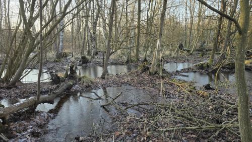 Moorwald im Normalzustand; Foto Christine 15.2.26