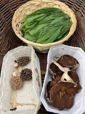 Speisemorcheln, Morchelbecherlinge, Bärlauch; Foto Rolf 21.3.26