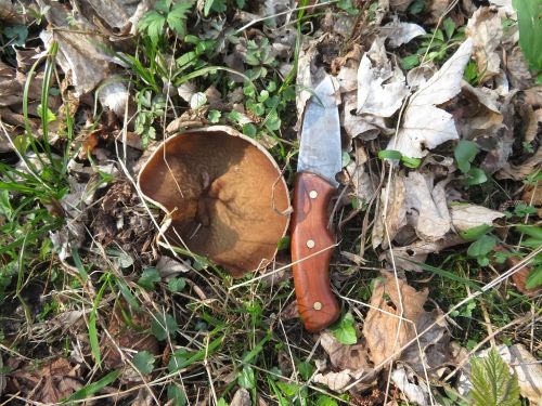 Morchelbecherling, selbst gefertigtes Messer; Foto Michael 23.3.26