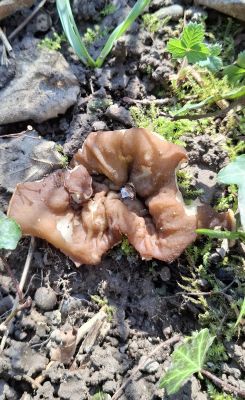 Erster Morchelbecherling 2026; Foto Miguel 18.3.26