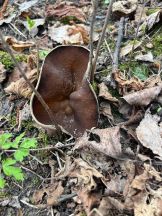 Morchelbecherling; Foto Rolf 21.3.26