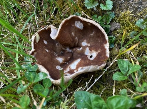 Morchelblecheling; Foto Stefan 6.4.26