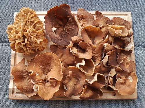 Morchelbecherlinge und große Speisemorchel; Foto Luca 25.3.24 Morchelbecherlinge und große Speisemorchel; Foto Luca 25.3.24