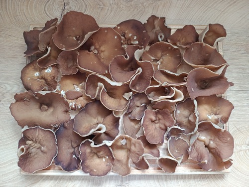 Morchelbecherlinge; Foto Luca 24.3.24 Morchelbecherlinge; Foto Luca 24.3.24