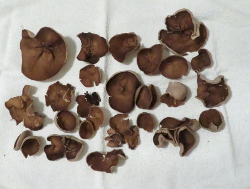 Fund von Morchelbecherlingen; Foto Michael 23.3.26