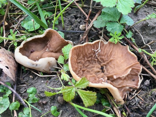 Morchelbecherlinge Thomas 11.4.23 Morchelbecherlinge Thomas 11.4.23