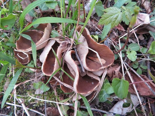 Gequirl von Morchelbecherlingen; Foto Michael 26.3.24 Gequirl von Morchelbecherlingen; Foto Michael 26.3.24